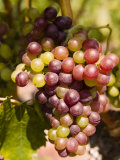 Grapes on the Vine in Monterey County