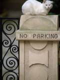 White Cat Sits on a "No Parking" Sign