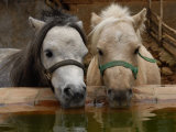 Two Ponies Meet for a Refreshing Drink of Water
