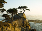 Cypress Tree Along the 17-Mile Drive Outside of Carmel in Monterey County