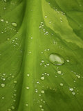 Close Up Detail of Water Droplets on a Leaf