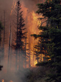 Forest Fire Blazing Through an Evergreen Forest