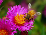 Bee Sipping Nectar from a Bright Pink Flower