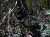 Playtime for a Pair of Juvenile Western Lowland Gorillas