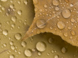 Magnification of Rain Drops on Leaves in Black Hills National Forest