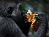Female Western Lowland Gorilla Eating Fruit