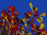 Oak Leaves in Fall Colors Against a Bright Blue Sky