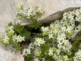 Galium Anisophyllon  a Species of Bedstraw  or Gaillet