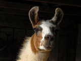 Llama Looks Out from His Stall