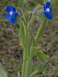Species of Anchusa  or Bugloss