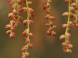 Close-up of Pollen Tendrils Hanging from the California Black Oak Tree