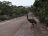 Emu Crossing a Tree Lined Dirt Road
