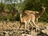 Impala at a Waterhole at Sunset in Etosha National Park