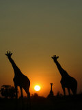 Three Giraffes Stand at Sunset