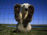 Polar Bear Leaning Against the Fence Surrounding a Research Camp