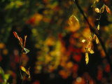 Leaves in a Fantastic Array of Autumn Colors