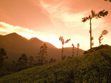 Tea Bushes Grow in the World's Largest Tea Estates