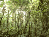 Trees and Vines in the Mist of the Monteverde Rainforest
