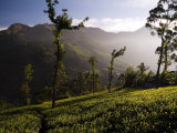 Tea Bushes Grow in the World's Largest Tea Estates