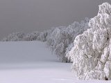 Snow-Blanketed Trees in Germany's Black Forest