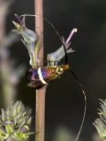 Close-up of a Fairy Moth  Adela Aldrovandella