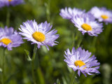 Wildflowers in an Alpine Meadow