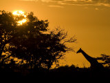 Giraffe at Sunset at Etosha National Park