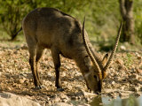 Waterbok at a Waterhole at Sunset in Etosha National Park