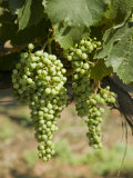 Casa Blanca Valley  Wine Growing Region West of Santiago  Chile Vina Veramonte Winery