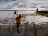Cat Is Perched on a Wall  Overlooking the Bay in Shapinsay
