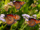 Monarch Butterflies  Danaus Plexippus  at Flowers on Migration Route