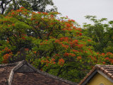 Tamarind Tree Inside the Citadel of the Ancient Imperial Capital