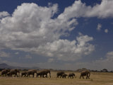 Herd of African Elephants Moving across a Plain