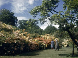 Visitors Walk on a Lawn Beside a Large Border of Blooming Azaleas