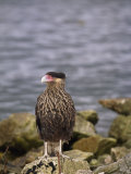 Striated Caracara Perched on Seaside Rocks