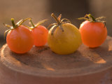 Close-up of Cherry Tomatoes