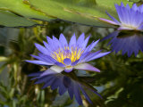 Close Shot of an Amazon Water Lily Floating on Water