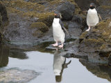 Two Rockhopper Penguins on a Rocky Shore
