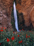 Monkey Flowers at the Base of a Waterfall Fed by the Colorado River