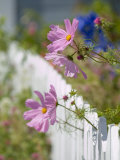 Pink Cosmos Flowers and a White Picket Fence