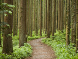 Japanese Cedar Forest at Mount Yahiko