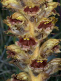 Orobanche  or Broomrape  a Parasitic Plant Without Chlorophyl