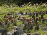 Statues of Jizo  a Japanese Divinity Seen as a Guardian of Children