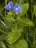 Tiny Blue Flowers of a Species of Veronica  or Speedwell