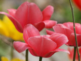 Group of Pink and Yellow Tulip Flowers Up Close