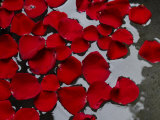 Red Rose Petals Floating on the Surface of Water
