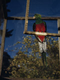 Close-up of a Quetzal Sitting on a Manmade Perch in a Cage