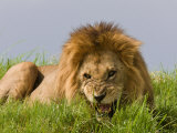 Snarling African Lion Lying in the Grass