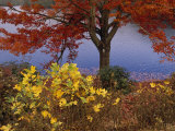 Red Maple Tree and Sycamore Sapling at Lake's Edge
