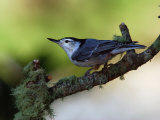 White-Breasted Nuthatch  Sitta Carolinensis  Perching on a Branch